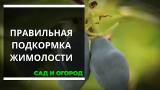 Как подкормить жимолость правильно