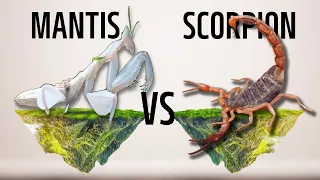 Cowardly mantis vs disco scorpion