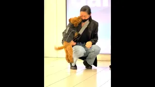 Excited Toy Poodle Dog Greets His Owner After Long Time At Airport #shorts