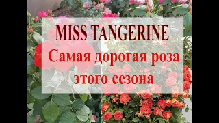 Самая дорогая роза этого сезона! MISS TANGERINE!