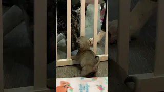 Itty-Bitty Pug Puppy Squeezes Through The Baby Gate | The Dodo