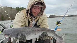 dragging cut gizzard shad bait for winter bluecatfish