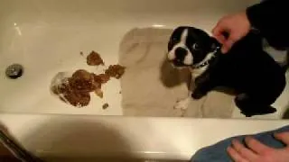 "Avi" the boston terrier learns a valuable lesson