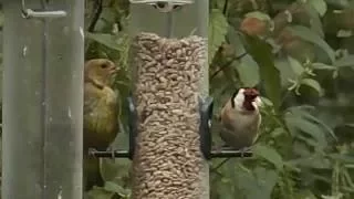 Garden Birds Feeding (Goldfinch, Greenfinch, Chaffinch & Blue Tit)