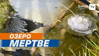 💧🐟  Дніпро: екологічна катастрофа! В озеро Куряче ллють брудну піну, гине риба