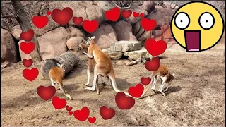 Kangaroos Mating At The Saint Louis Zoo | What The Kangaroos Doing?