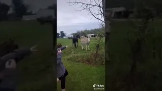 Donkeys laughing their asses off at dog getting shocked by electric fence