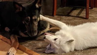 Pet Fox plays with big sister German Shepherd