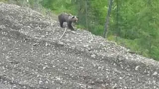 Медведь около Буровой