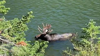 Crazy Moose Interaction!