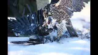 Falconry Germany 2024, crow hawking. (Krähenbeize DFO NRW) HD