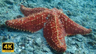 (4K) Animal Discovery, The Starfish! #animals #nature #ocean #explore #4k