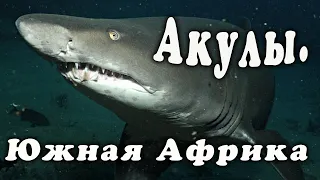 Акулы. Южная Африка. Дайвинг 2022 г.