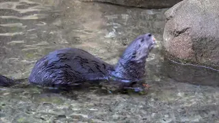 Spotted-Necked Otters Romp Under A Waterfall
