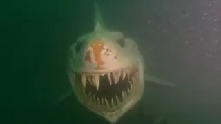 Wenn du Angst vor dem Meer hast, schau dir dieses Video nicht an!!!