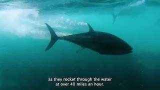 Atlantic Bluefin Tuna Return to Guernsey | The Blue | Learn about Marine-Life in the Channel Islands