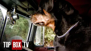 Trucker's Dog Stops Brutal Mugging - Animal Miracles 107 - Hand Me the Bat