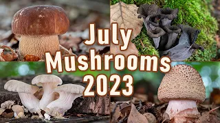 Mushroom Foraging - July 2023 - Mushroom hunting | Summer cep | Golden chanterelle | Funghi Porcini