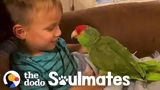 Parrot Follows Her Favorite Kid Everywhere | The Dodo Soulmates