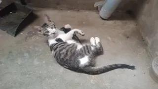 ANG PUSA KONG MAGALiNG MANGHULi NG DAGA