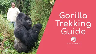 Gorilla Trekking 4K | Uganda Travel Guide | Follow Alice