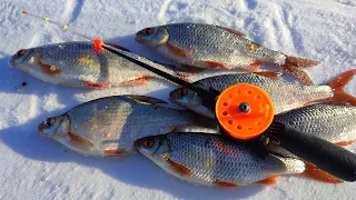 ЭТА НАСАДКА КОСИТ ТОЛЬКО КРУПНУЮ ПЛОТВУ!!!!! Рыбалка на плотву зимой