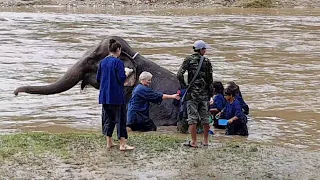 Тайланд. Купание слонов! Thailand 2018.  Elephants washing