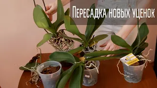Пересадка новых орхидей в закрытую систему