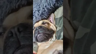 French Bulldog sleeping and wakes himself up from snoring WATCH UNTIL THE END! Very funny!