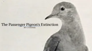 The Passenger Pigeon's Extinction