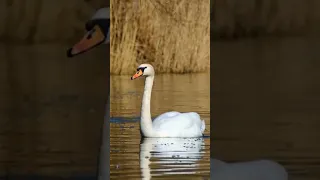 O encanto dos cisnes!