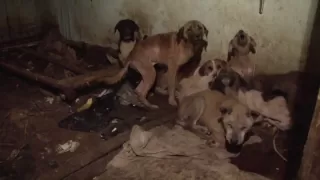 17 Dogs Rescued from Squalor