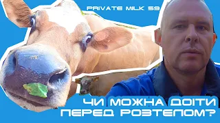 Із вимені капає молоко. Чи можна доїти корову перед розтелом? | Private Milk | Травецький
