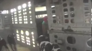 Graphic  Shocking footage of cruelty to dairy calves   Mail Online