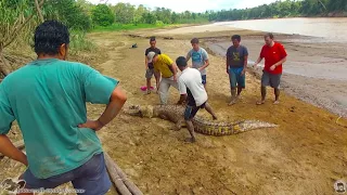 Collaring an estuarine crocodile at the Kinabatangan river