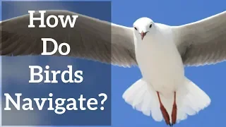 How do Birds Navigate? - Sun, Stars, and Magnetic Senses