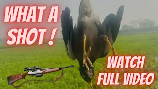 Air gun hunting | Hunting Birds | HUnting with Artemis gr1600 | Dove hunting | Best Aiming | pegions