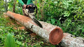 Processing old coconut tree trunks into blocks for house construction materials with a chainsaw