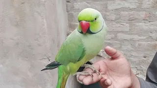 Awesome Talking Parrot Interacts Adorably with owner baby