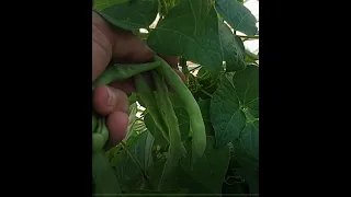 Hobi Bahçesi | Hasat Zamanı | Kış Hazırlıkları | Fasülye | Green Beans