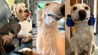 Dogs Videos But Try Not To Laugh🤣😂Part 74