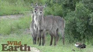 WildEarth - Sunrise - 16 February 2021 Part 4