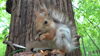 Белка с Оторванным Ухом и другая белка / A squirrel with Severed Ear and another squirrel