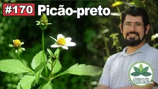 Autor da Própria Saúde - Picão-preto #2 [febres, hipertensão, diabetes, gastrite, anemia hemolítica