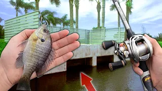 Searching for BIG FISH w/ Live Bluegill + HUGE Life Update