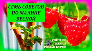 СЕМЬ советов по МАЛИНЕ весной для большого урожая летом. Как выращивать малину на даче весной.