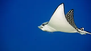 Spotted eagle rays can "fly" through the water | Oceana