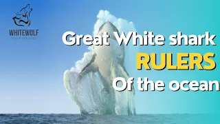 Great White shark ; Rulers of the ocean