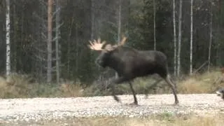 hirvihaukku jämtlanninpystykorvalla