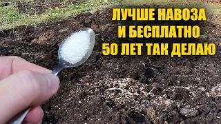 1 Ложка на ведро воды и земля как новая! Пролейте этим землю для обильного урожая всего!